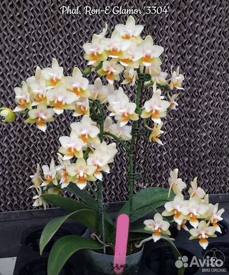 Орхидея Рон Гламур