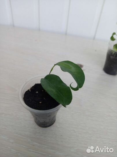 Фикус Букле