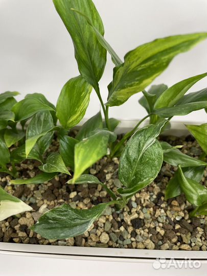 Спатифиллум Пикассо,Гаити,Джемини,Свит лауретта