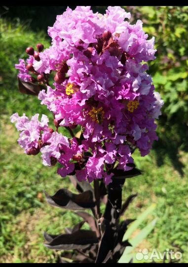 Лагерстремия с темным листом