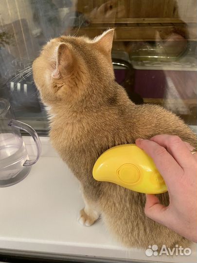 Паровая щетка для кошек и собак оптом