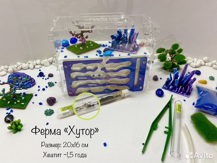 Муравьиная ферма с муравьями