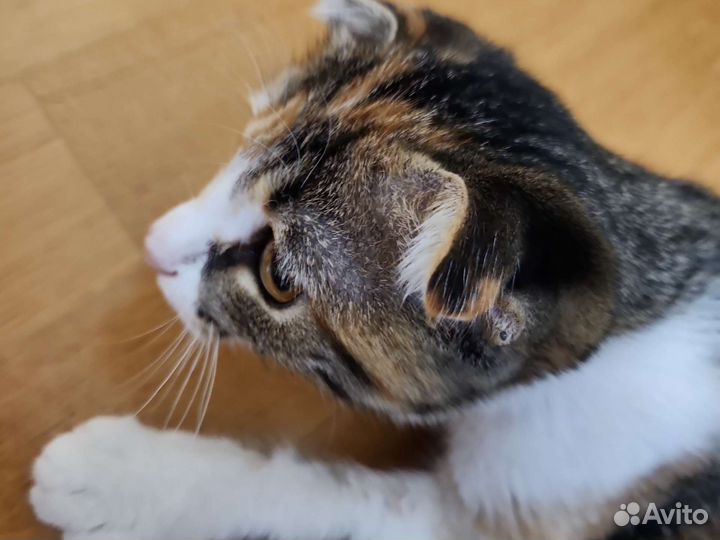 Кошка в дар