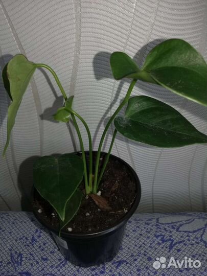 Антуриум сенса