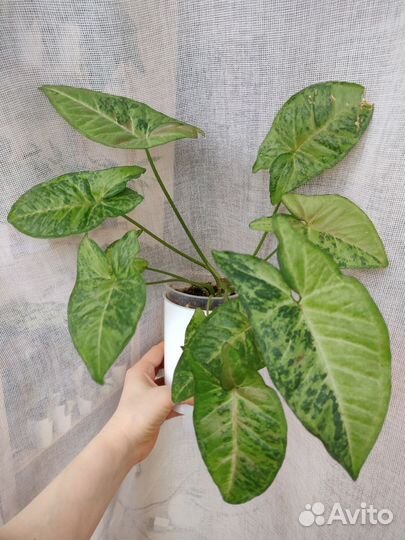 Сингониум Австралия, Конфетти триколор