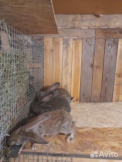 Кролики Ризен, крольчата