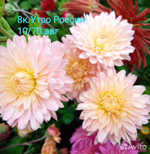 Хризантема