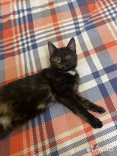 Луна ищет дом