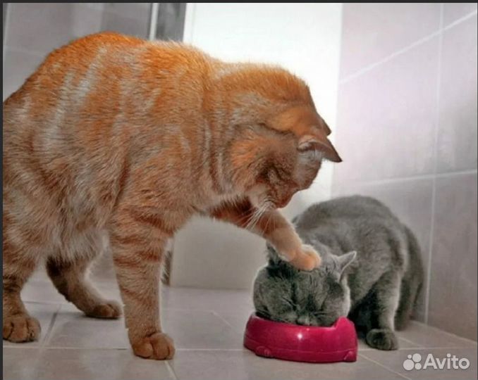 Работа Водитель кат. В на своём авто Беспл.Пит. Мо