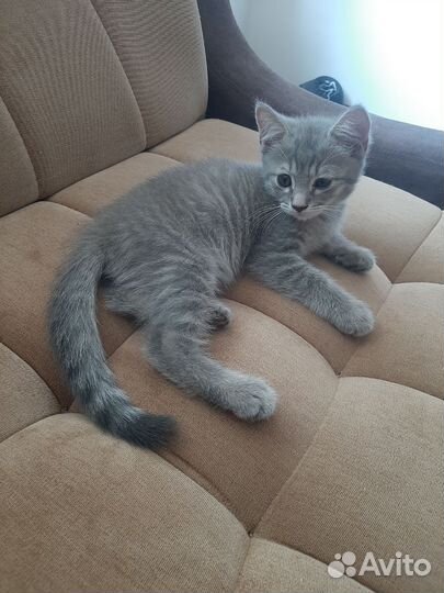 Шотландский