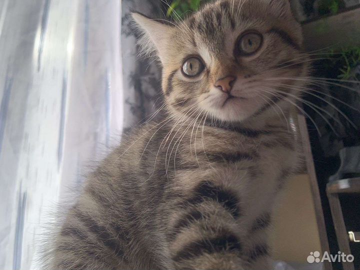 Кошка бесплатно