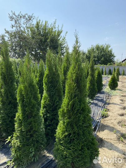 Туя смарагд