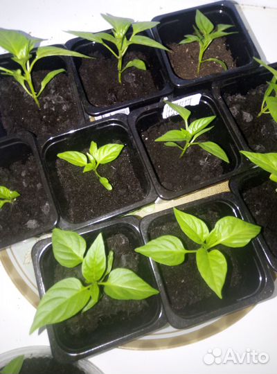 Перец домашний декоративный (острый)