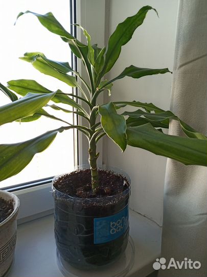 Пальма драцена