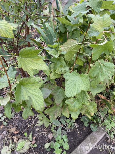 Смородина Селеченская, Нара, Севчанка