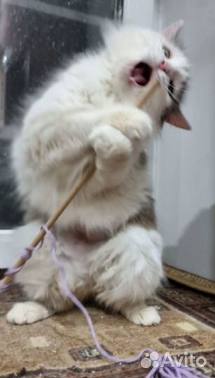 Молодая кошечка в добрые ручки