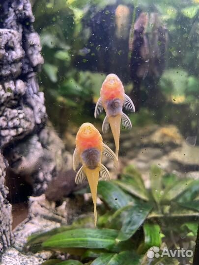 Аквариумные рыбки