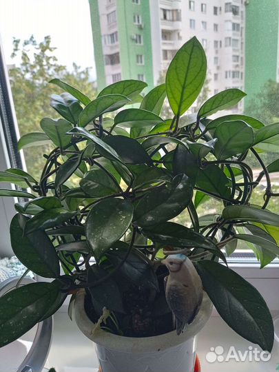 Продам цветы комнатные