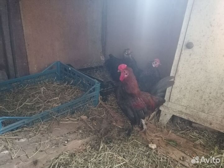 Куры молодки несушки духовницкое