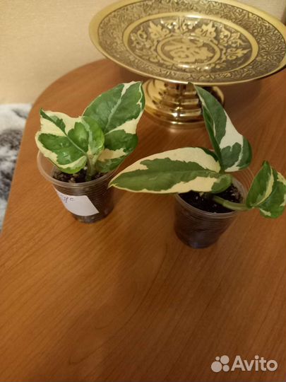Церопегия вуда,сциндапсус энджой,филодендрон брази