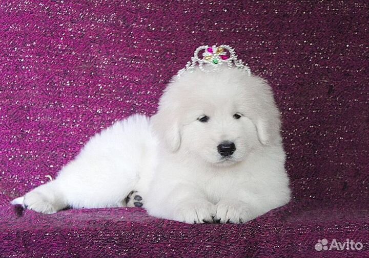 Щенки мареммы. рабочие линии