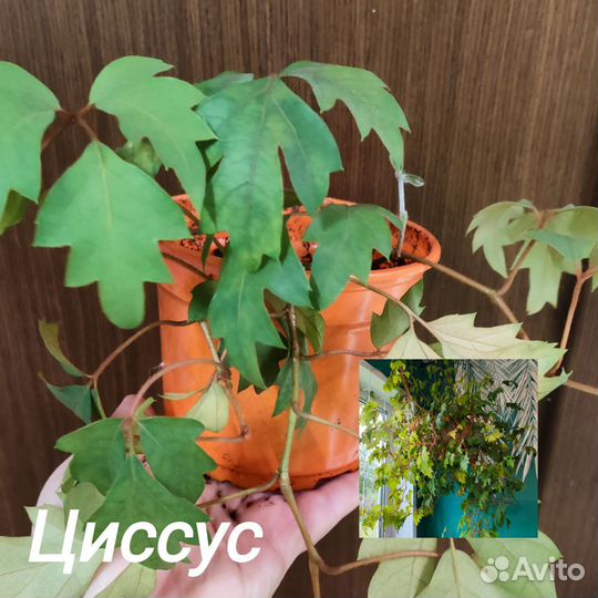 Редкие домашние растения