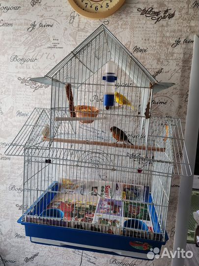 Канарейки семья