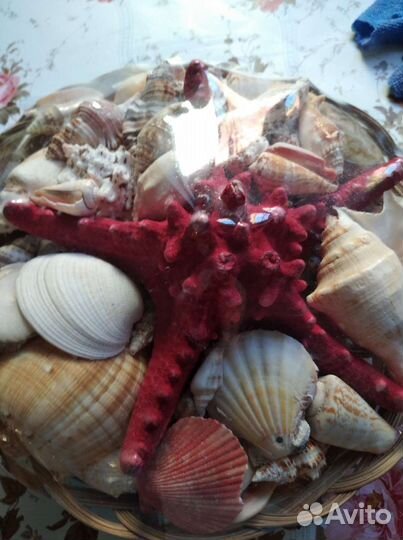 Набор ракушек