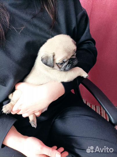 Щенки мопса