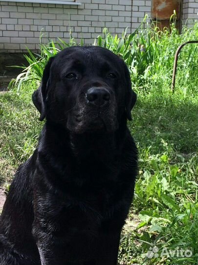 Лабрадор