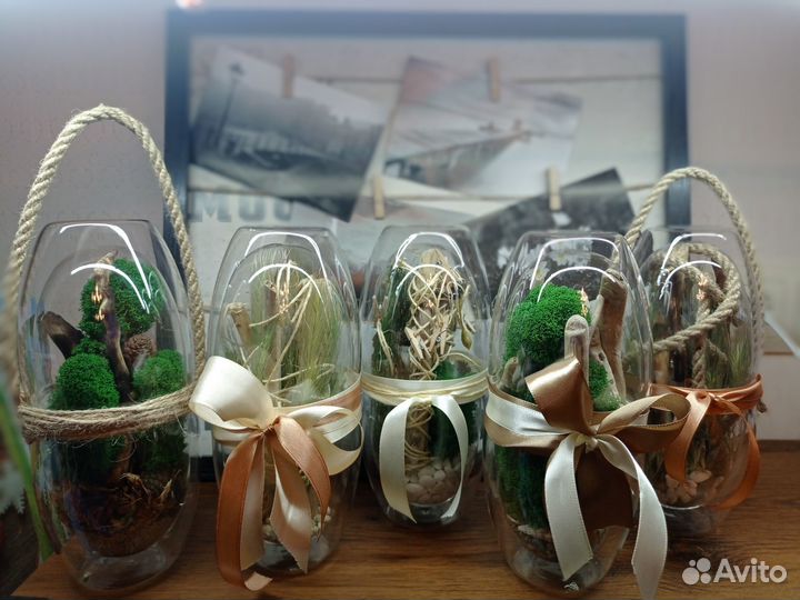 Комнатные растения цветы