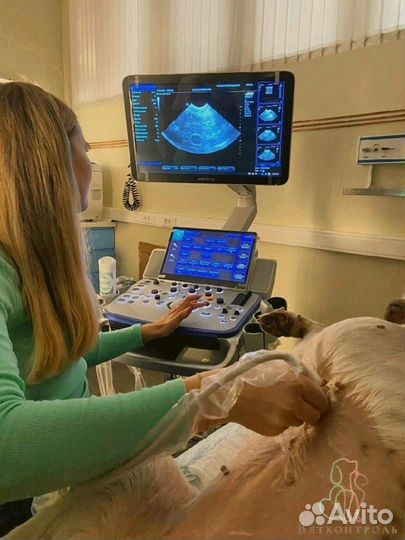 Ветеринар выезд на дом