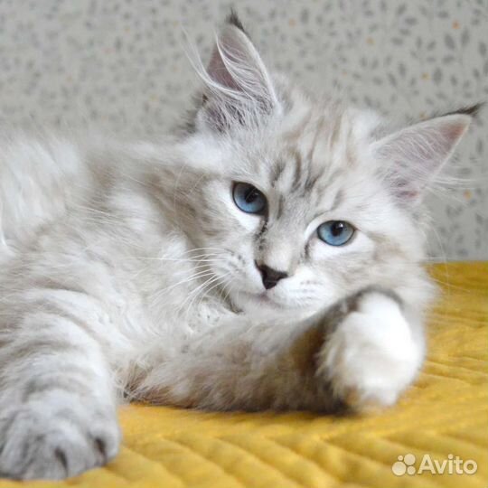 Невская маскарадная