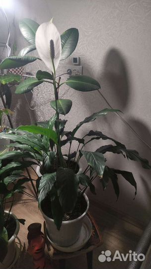 Спатифиллум