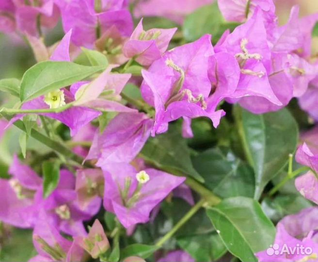 Бугенвиллия