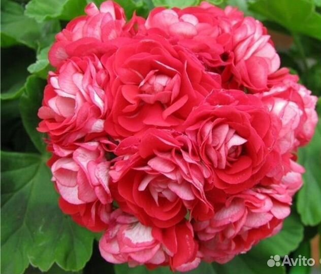 Пеларгония герань