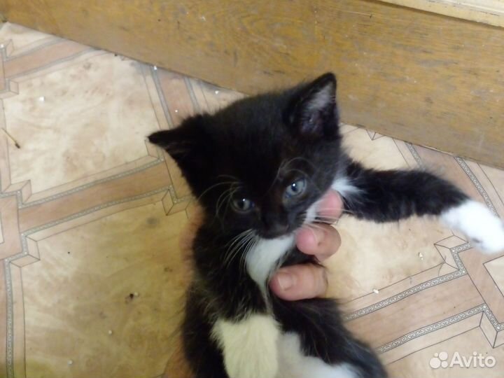 Котята в добрые руки бесплатно