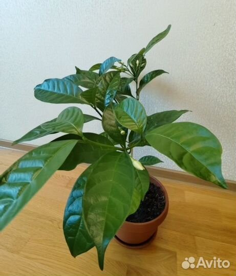 Табернемонтана взрослая с бутонами