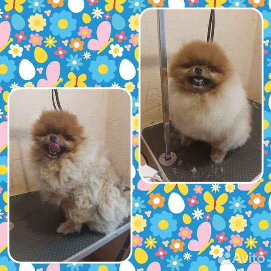 Стрижка собак и кошек