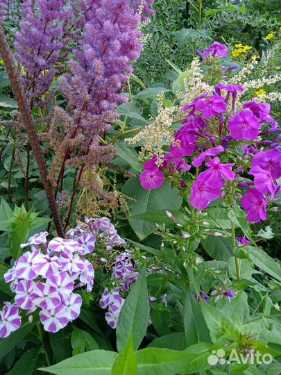 Многолетние цветы