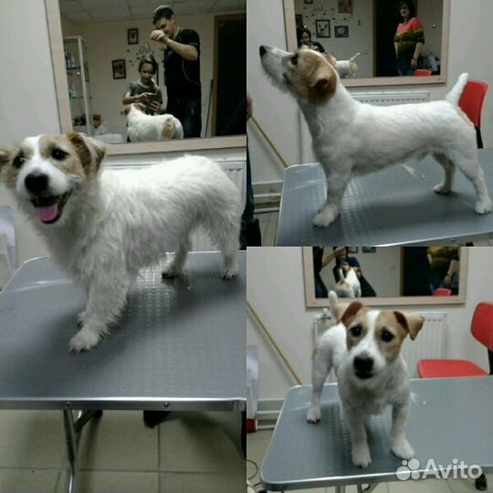 Стрижка собак