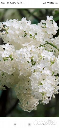 Сирень белая