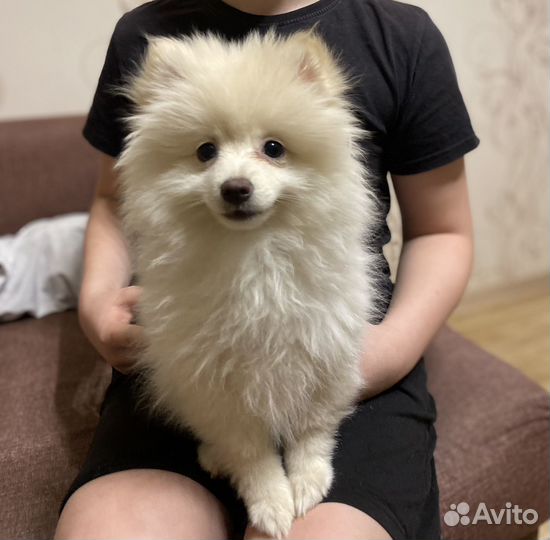 Белый померанский шпиц