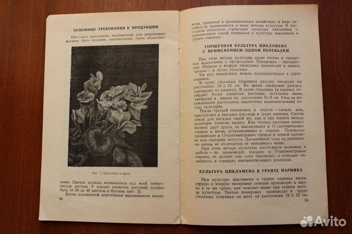 Сааков С.Г. Цикламены. 1959г
