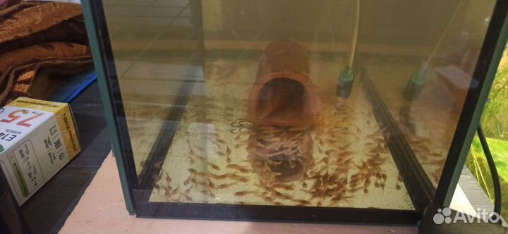 Аквариумные рыбки