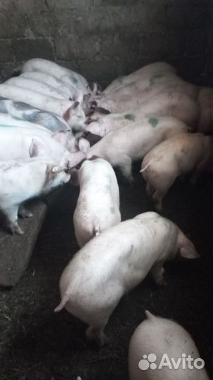Поросята