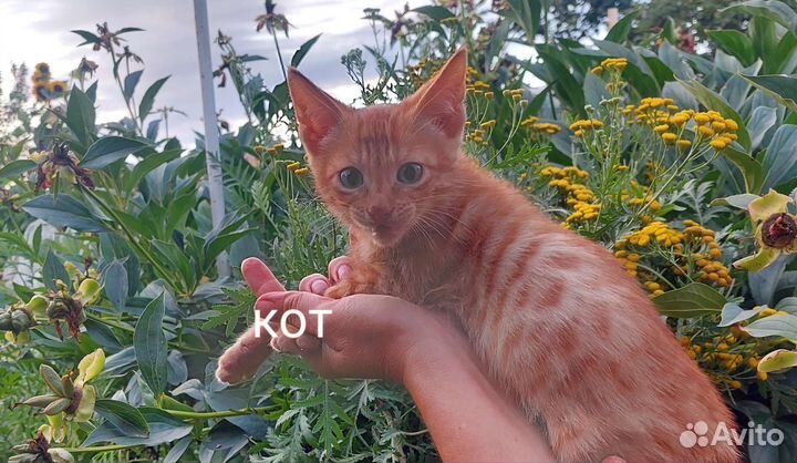 Кошки в добрые руки
