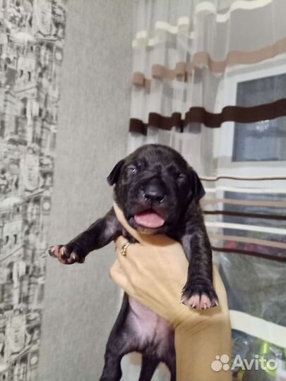 Щенки Питбуля