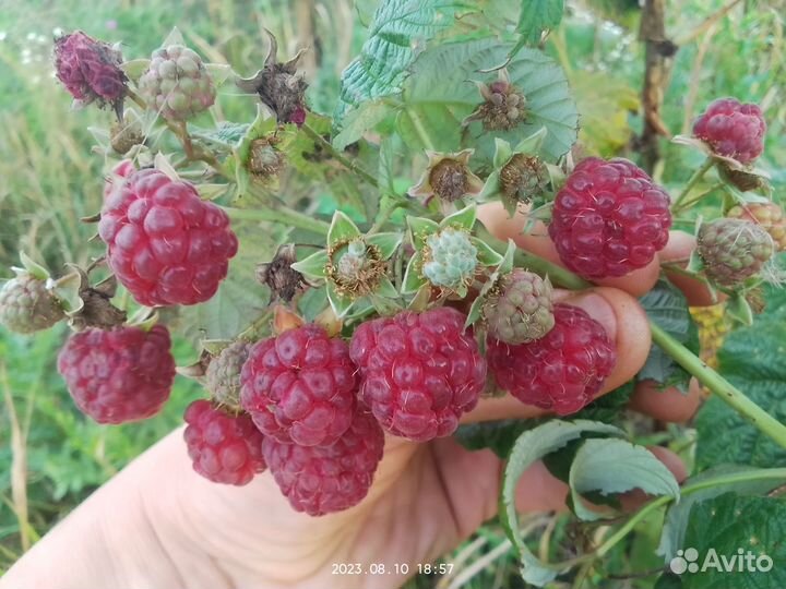 Местные саженцы плодовых и декоративных культур