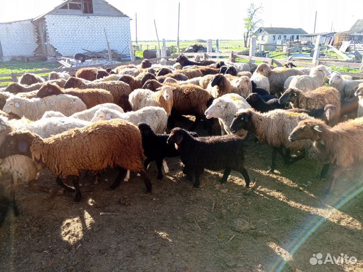 Овцематки с ягнятами